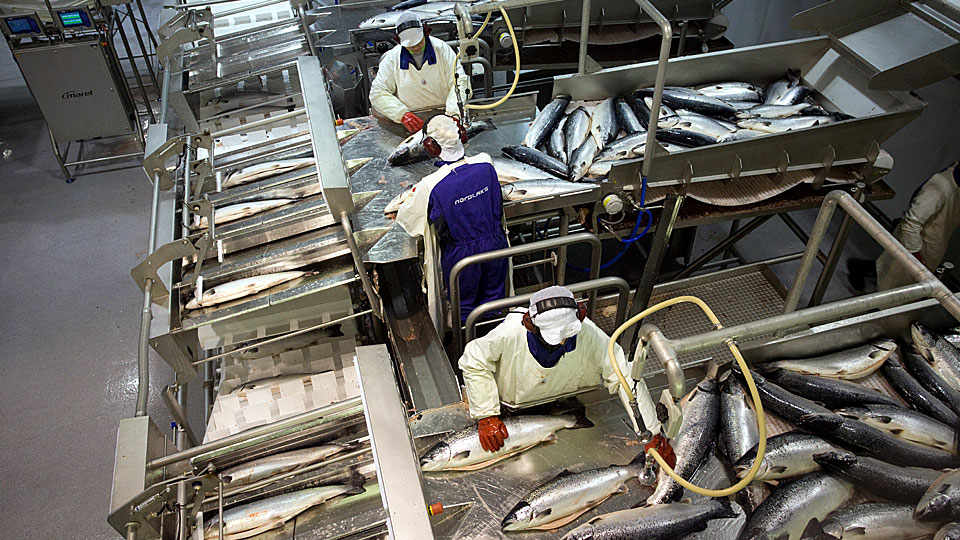 nordlaks produksjon laks laksesider laks norlaks sjømat fisk