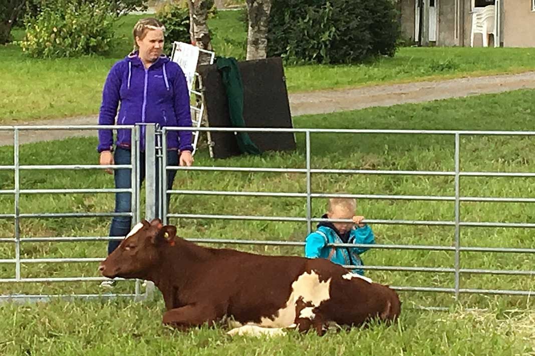 2016-08-21-apen-gard-landbruk-kalv2-1068-712