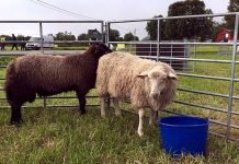 – Krise at dyrevelferd nedprioriteres