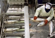 Sjømat bør heller flys ut fra Nordland nordlaks produksjon laks laksesider laks norlaks sjømat fisk