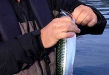 LoVeSe: Stortinget for, folket i mot fiske turist fritidsfiske makrell