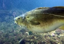 Nesten halvert fiskemengde i norske hav torsk skrei fisk lofotakvariet