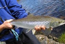 Laksedrama: Nå åpnes det for fiske likevel smålaks laks