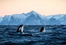 Unge reiselivsgründere bør passe tungebåndet