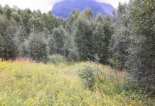 Kronikk: Skogplanting som klimatiltak skog klima gjengroing