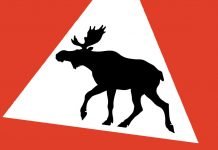 Elgjegere i Hadsel får fellingsavgift elg skilt