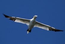 Kronikk: Miljøforvaltning og framtidas utfordringer