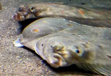 Lofotrådet vil stoppe turistfiske for utlendinger fisk fiske flyndre lofotakvariet