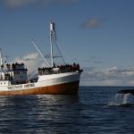 2016-12-15-hvalsafari-vesteralen-reiseliv