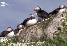 Enorm motstand i Lofoten lundefugl vesterålen reiseliv