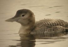 Gimsøystraumen utpekt som landets viktigste område gulnebblom