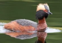 Fugleekspertene peker på to områder i Lofoten og Vesterålen horndykker