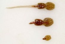 Lakselus utgjør liten risiko for villaks i nord lakselus