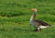 – Opphenging av fugl til skremsel er uverdig og uakseptabelt grågås