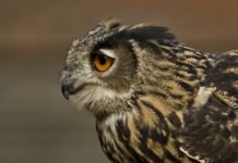 Høring av revidert handlingsplan for hubro