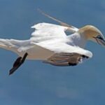 northern-gannet-1646082_1280-300×200