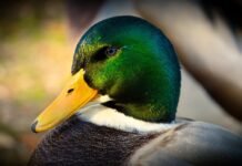 Fugleinfluensa får ingen konsekvenser