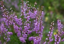 Disse naturtypene får økt status