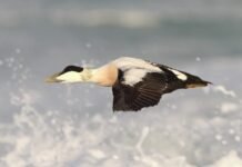 Havvind-anlegg langt til havs best for sjøfugler