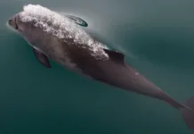 Håper å redde halvparten av nisene i Vestfjorden