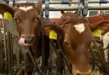 Metanhemmere: Klimakur eller risikabelt eksperiment?