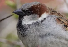 Rekordoppslutning, men finkefuglene uteble