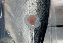 Avslører ulovlig utsendelse av skadet oppdrettslaks