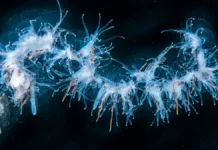 Nå kan du bli folkeforsker for det marine miljøet