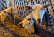 Utmarksbeite – ikke så grønt som det ser ut