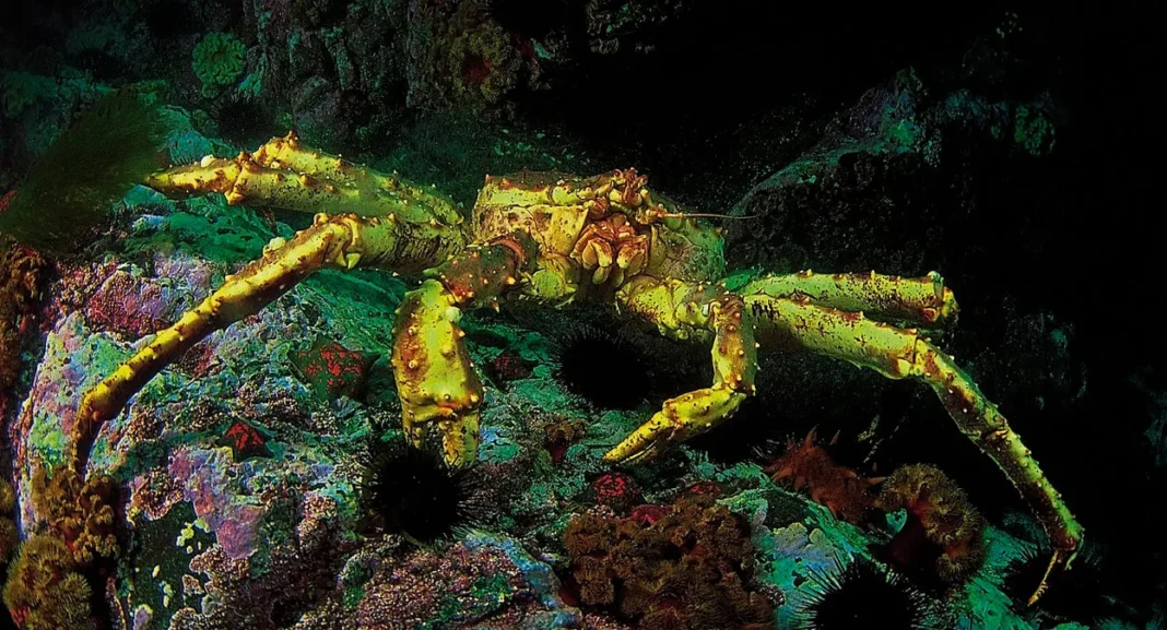 kongekrabbe-wiki-comm-1250-jpg