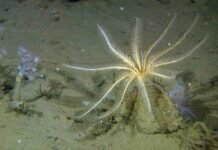 Forskere avslører logisk brist i havbunnsplaner