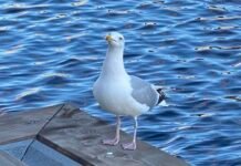 Fiskeridirektoratet vil sjekke hvor ofte det skjer