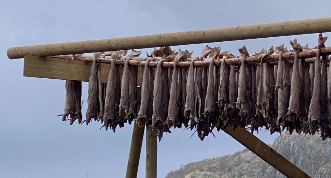 moskenes-fiskehjeller-foto-tig-1250