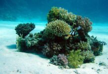 Når advokatfirmaet kler seg ut som naturforvalter